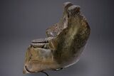 Wide Woolly Mammoth Lower Jaw With M/M Molars - Ukraine #370317-4